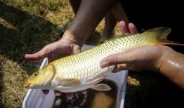 鲤鱼养殖爆料方法视频,视频爆料高效养殖技巧